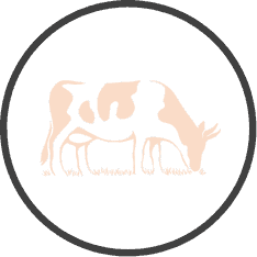 Learn about European Union Deforestation Regulation (EUDR)